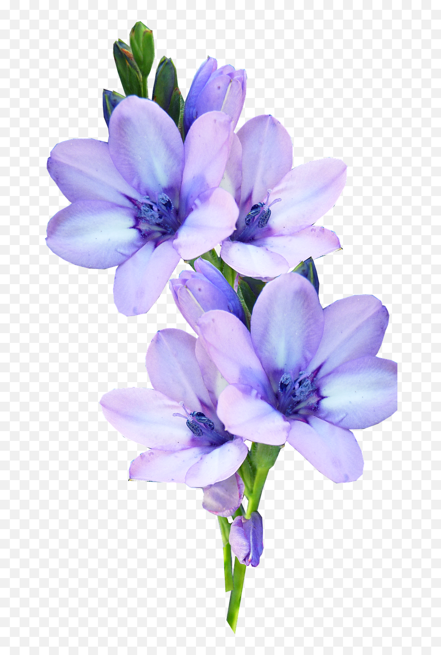 Pastel Flowers Png Picture - Pastel Purple Flowers Transparent Background,Pastel Flowers Png