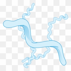 Bacteria Png Transparent Images All - Organic Forms In Graphic Design,Bacteria Transparent Background