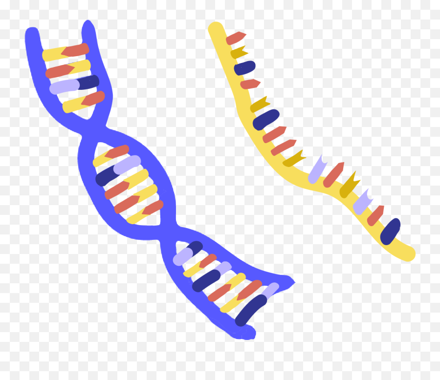 Dna Clipart Nucleic Acid - Nucleic Acid Clipart Png,Acid Png