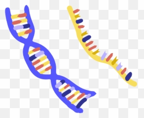 Dna Clipart Nucleic Acid - Nucleic Acid Clipart Png,Acid Png
