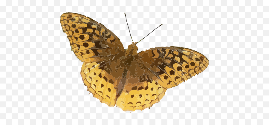 Yellow Butterfly - Spotty Butterfly Png,Yellow Butterfly Png