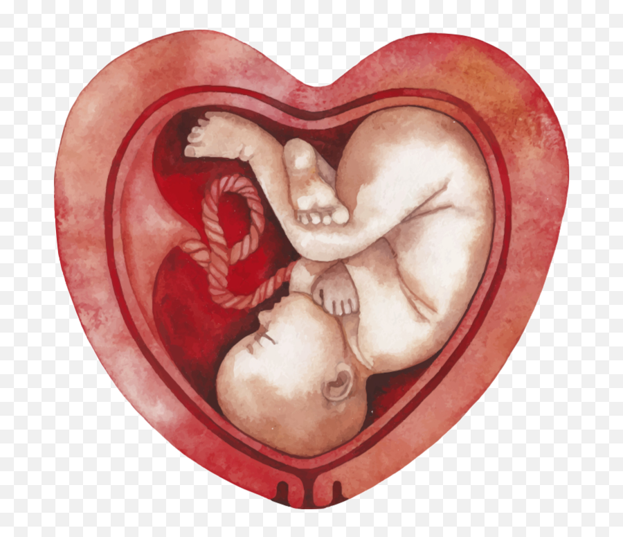 Download Fetus Png - Happy Valentines Day To Your Family,Fetus Png
