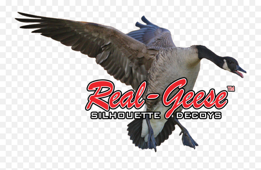 Sponsors U2014 Randy Eyre Outdoors - Goose Png,Goose Png