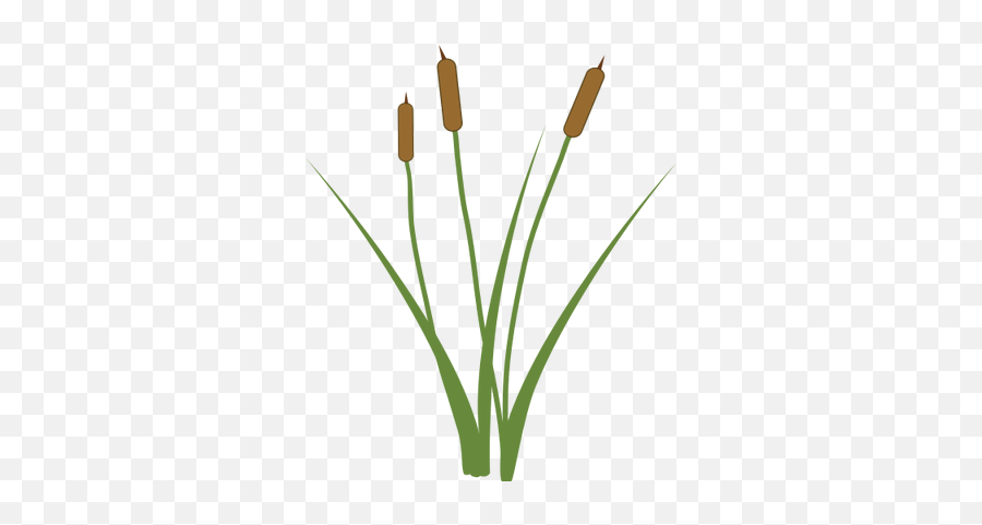 Cattail - Cattail Transparent Png,Cat Tail Png
