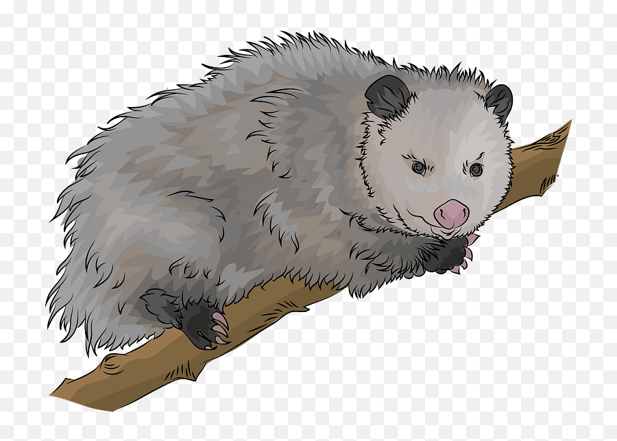 Virginia Opossum Clipart - Transparent Stock Free Oppossum Png,Opossum Png
