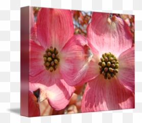 Flowering Dogwood Transparent Png Image - Flowering Dogwood,Dogwood Png