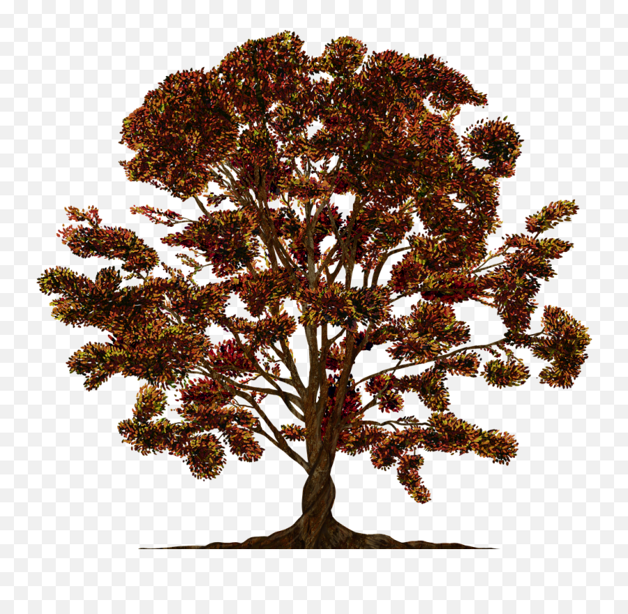 Tree Vector Ornament - Free Image On Pixabay Family Tree Vector Png,Tree Vector Png