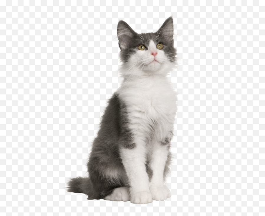 Gray And White Cat - Grey Turkish Van Cats Png,Cute Cat Transparent