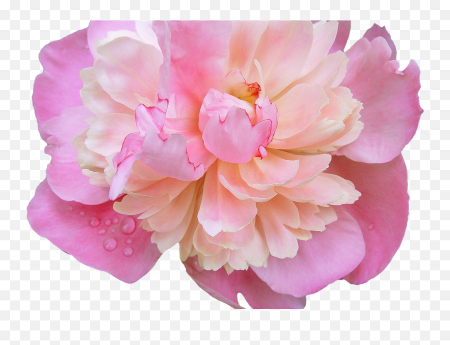 Download Tumblr Flower Crown Gallery Wallpaper Hd - Peony Transparent Background Png,Flower Crown Transparent Tumblr
