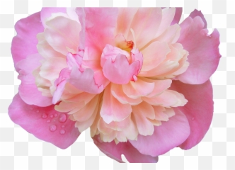 Download Tumblr Flower Crown Gallery Wallpaper Hd - Peony Transparent Background Png