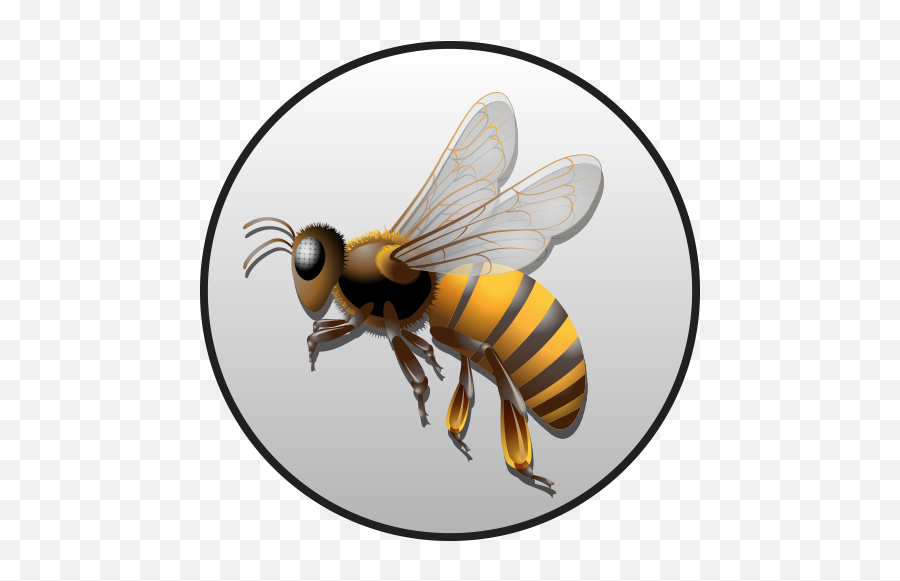 About - Parasitism Png,Bumblebee Icon