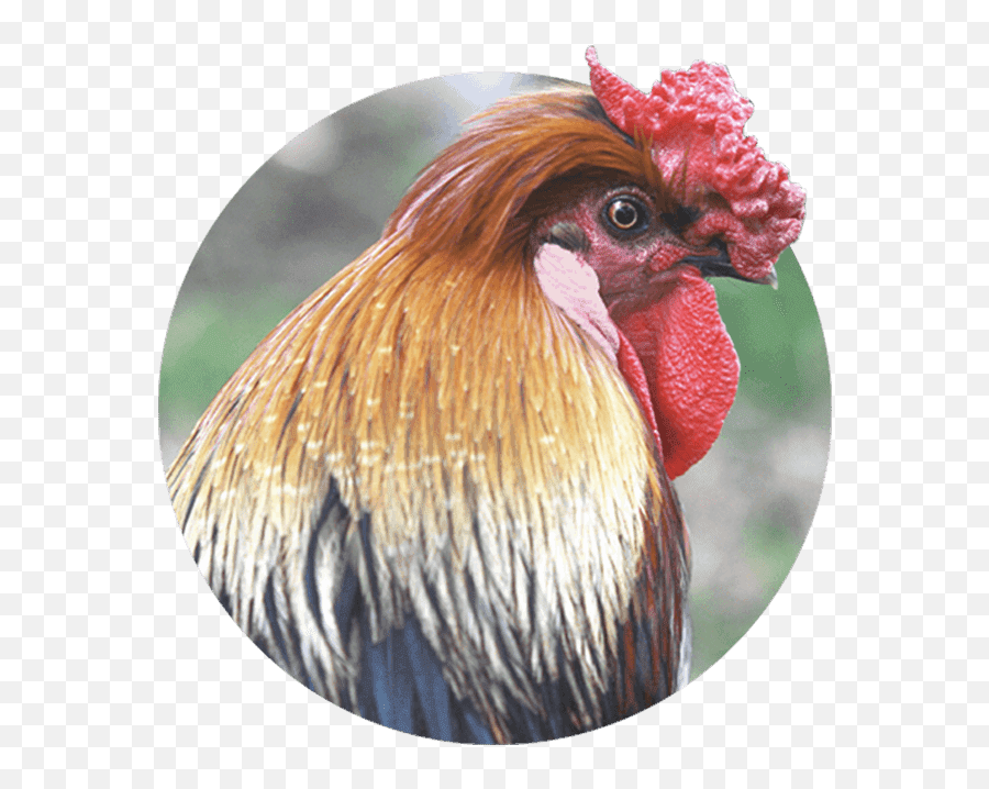 Birds Chickens Ducks U0026 Exotic Infection Injury - Chicken Blur Png,Chicken Head Icon