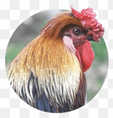 Birds Chickens Ducks U0026 Exotic Infection Injury - Blur png