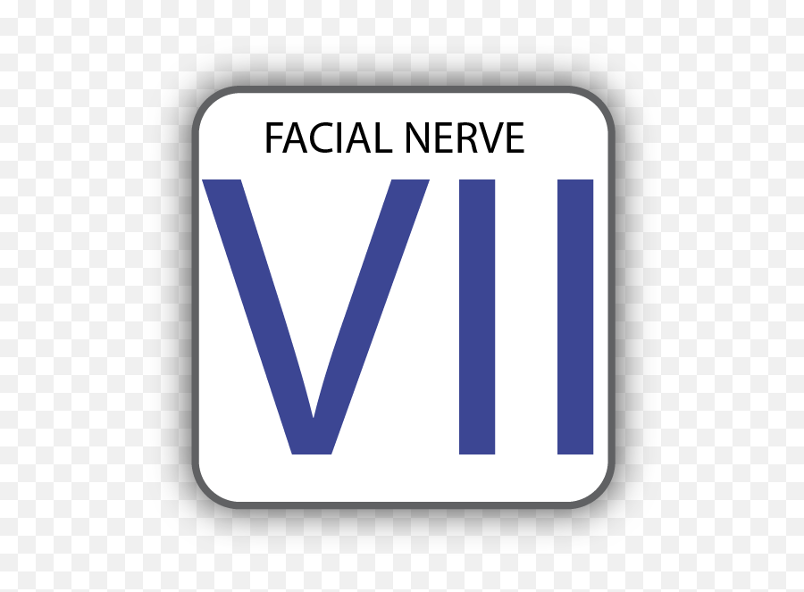 Cranial Nerve Vii Facial U2014 Zebrafish Ucl Png Viso Icon