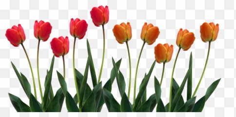 Download Tulip Png Pic 1 - Pampered Chef Facebook Banner,Tulip Transparent