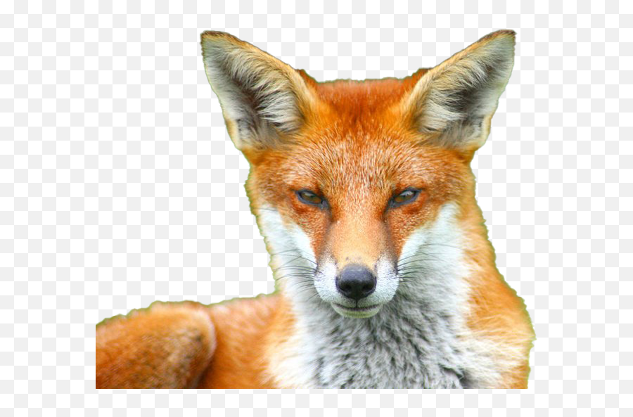 Fox Png Images Transparent Background Play - Fox Snout,Fox Png