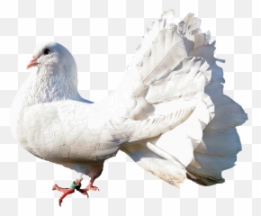 Dove Transparent Png Image - Birds Hd