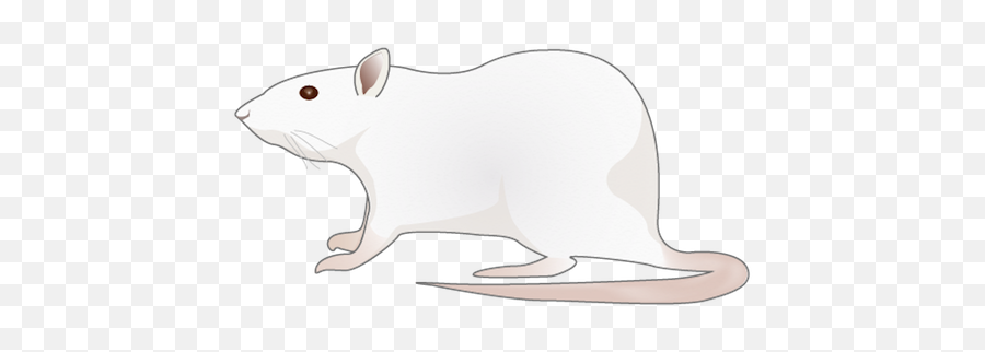 Pest Png Images - Rat Png,Rats Png