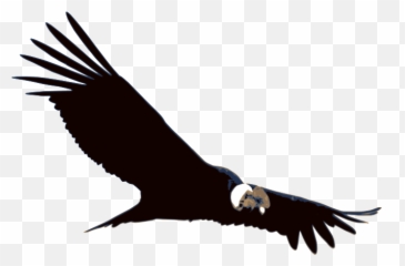 Donu0027t Fall Prey To Laptop Thieves Free Brand Software - Bird Of Prey Grand Canyon Png,Prey Logo Png