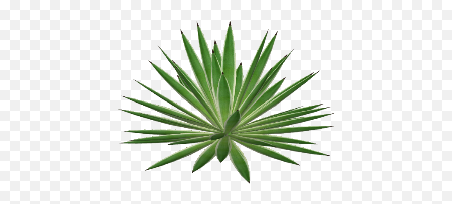 Agave Png 3 Image - Herbaceous Plant,Agave Png