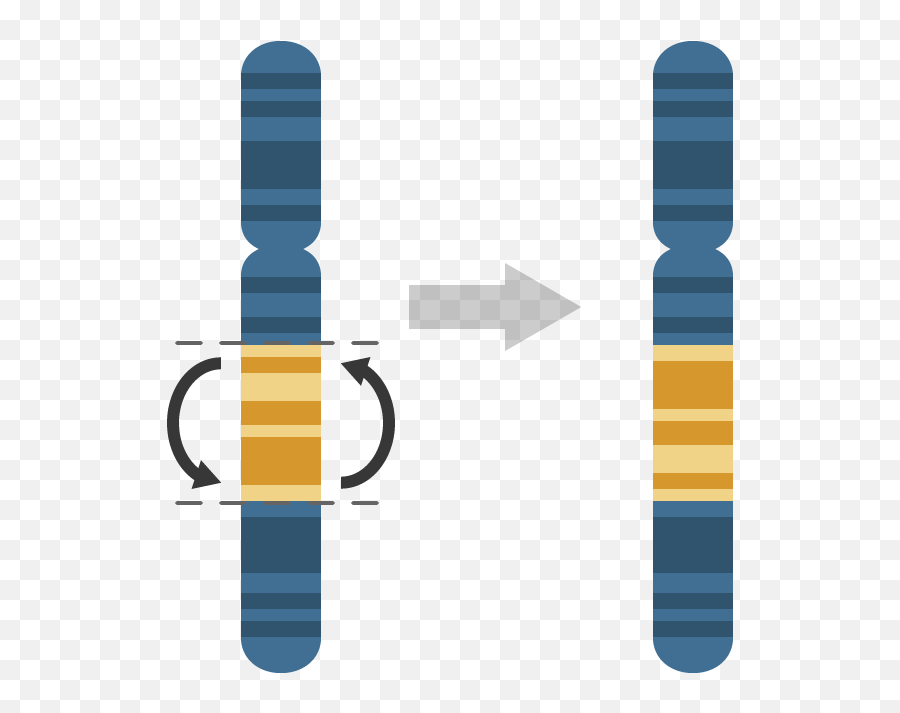 Inversion - Inversion Of Chromosome Png,Chromosome Png