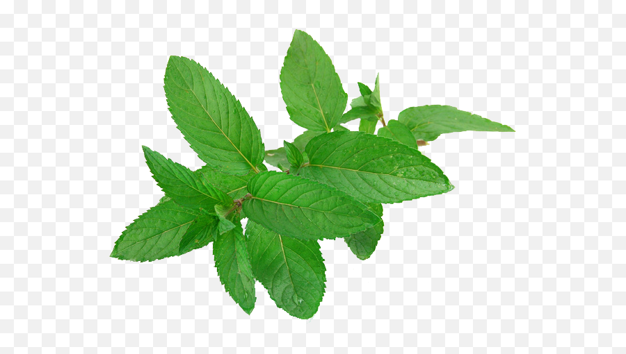 39 Mint Png Images Are Free To Download - Mint Leaves,Mint Png