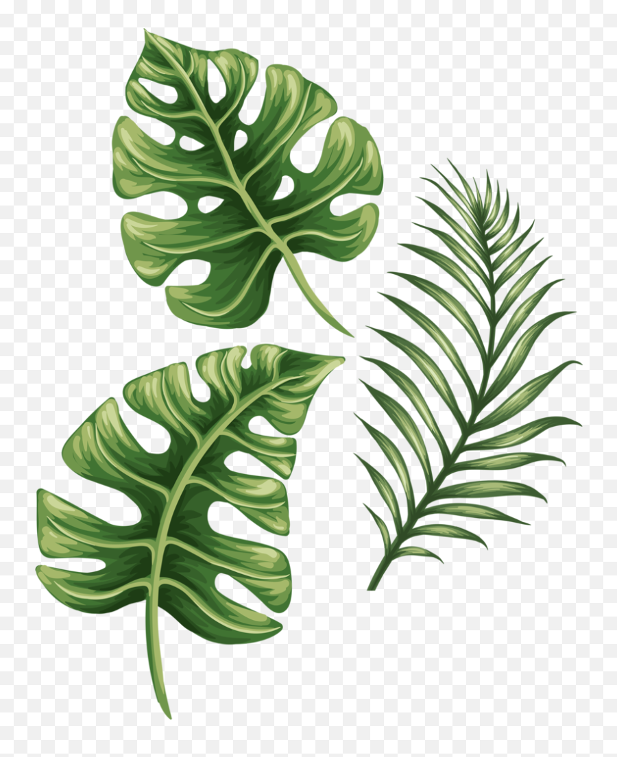 Monstera Leaf Png - Monstera Drawing Easy,Monstera Leaf Png - free