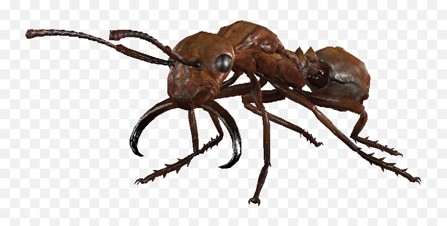 Small Forager Ant - Macro Photography Png,Ants Png