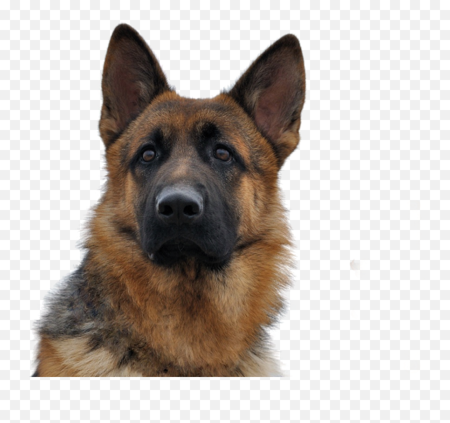 Dog - German Shepherd Png,German Shepherd Png