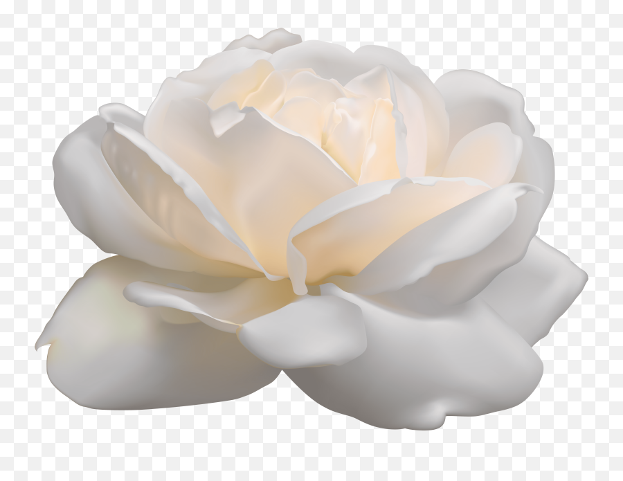 Aesthetic White Rose Png High - Quality Image Png Arts Flower Clipart White Background Free,Real Flower Png