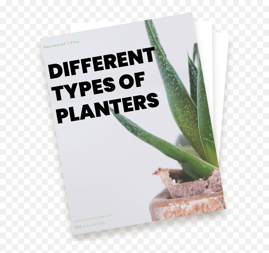 Different Types Of Planters Succulent City - Agave Png,Planters Png