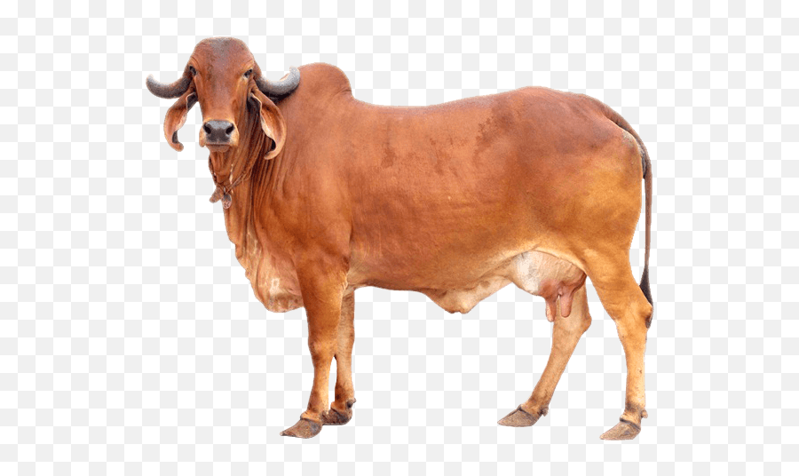 Download Hd Sourced From Desi Cows Of India - Gir Cow Gir Cow Hd Png,Cows Png