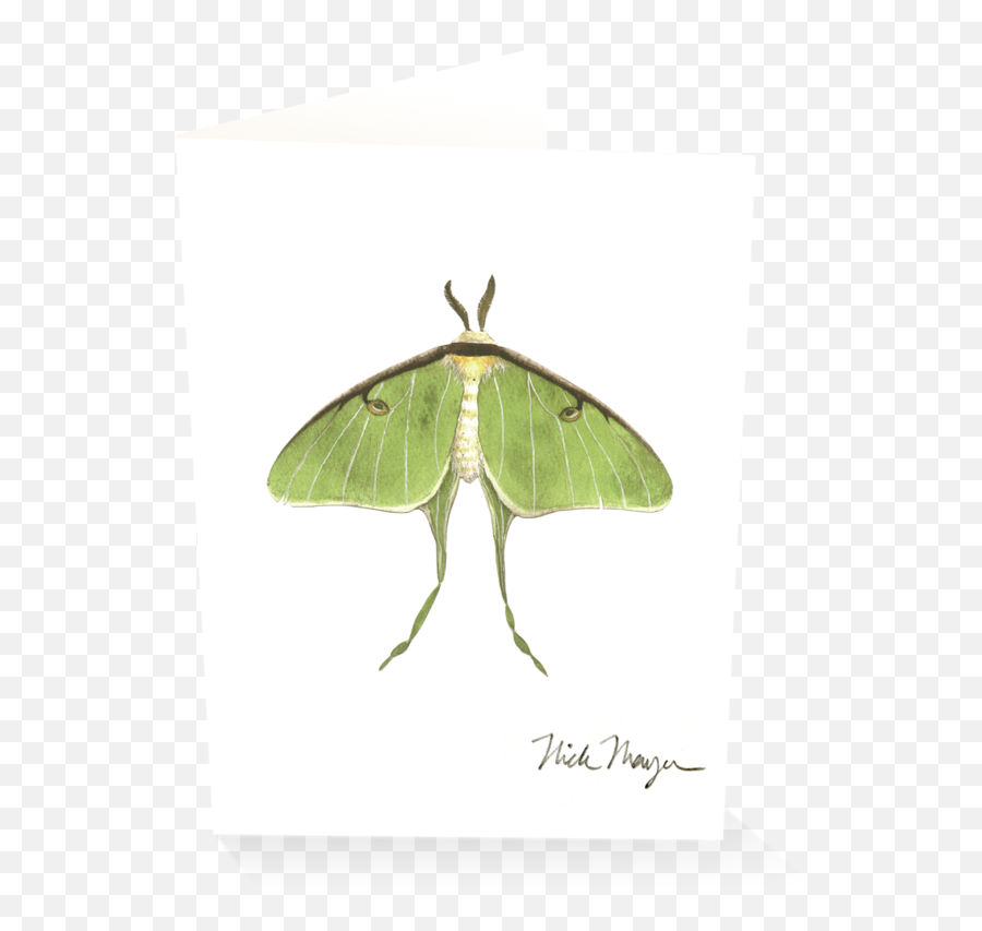 Download Sign Up And Get 10 Off - Luna Moth Png Image With Luna Moth,Moth Transparent Background