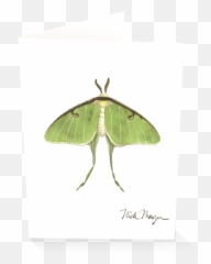 Download Sign Up And Get 10 Off - Luna Moth PNG Image with