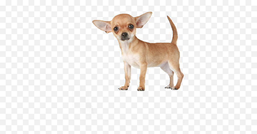 Planet Chihuahua - Transparent Background Chihuahua Png,Chihuahua Png