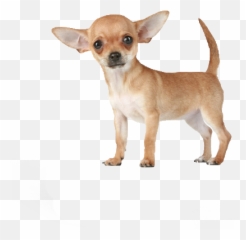 Planet Chihuahua - Transparent Background Chihuahua Png,Chihuahua Png