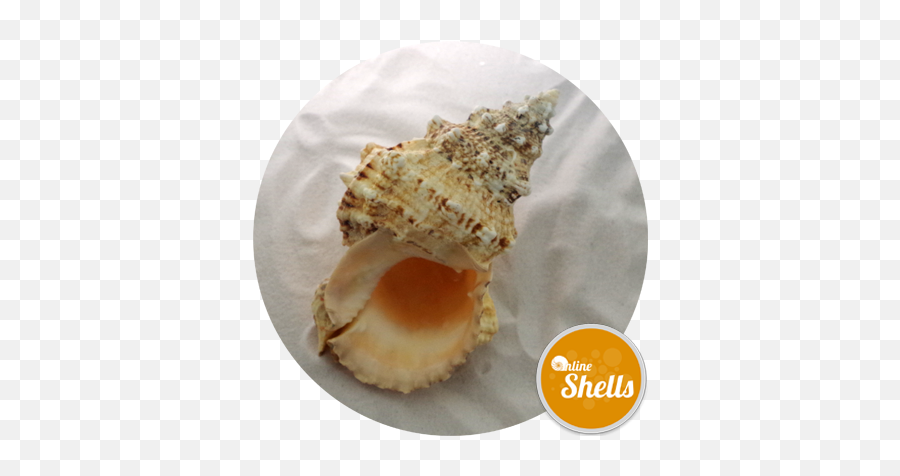 Polished Black Pen Shell - Online Shells Buy Sea Shells Lovely Png,Sea Shells Png