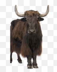 Free Png Images U0026 Vectors Graphics Psd Files - Dlpngcom Domestic Yak,Vignette Png 1920x1080
