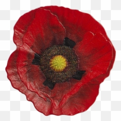 2017 1 Oz Cook Islands Remembrance - Remembrance Poppy Png,Poppies Png