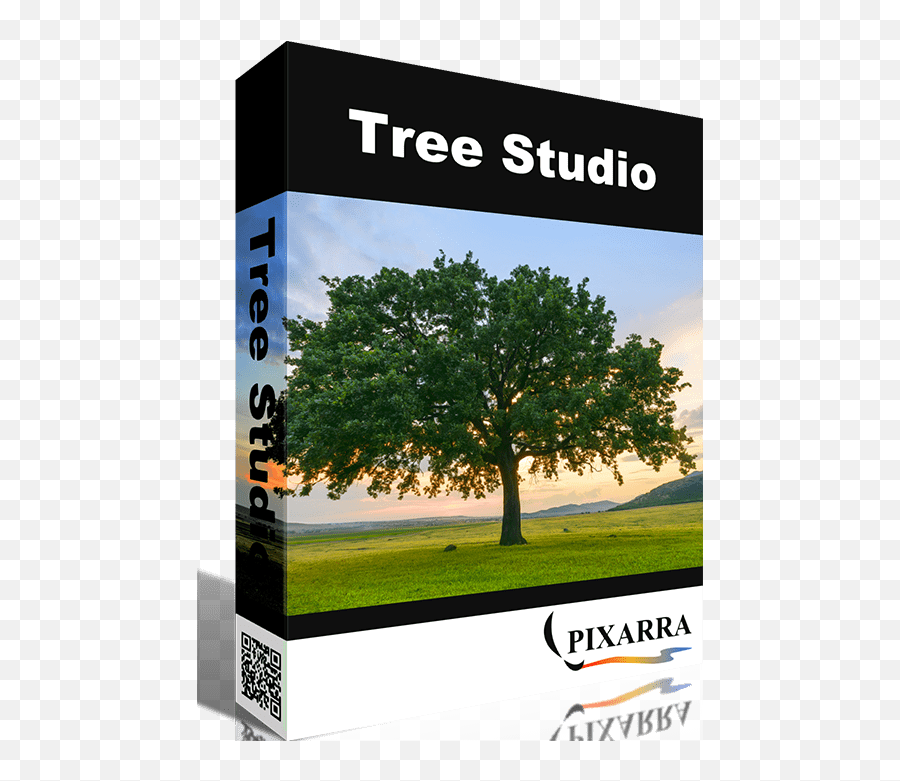 Tree Studio U2013 Easy Painting - Photograph Png,Acacia Tree Icon