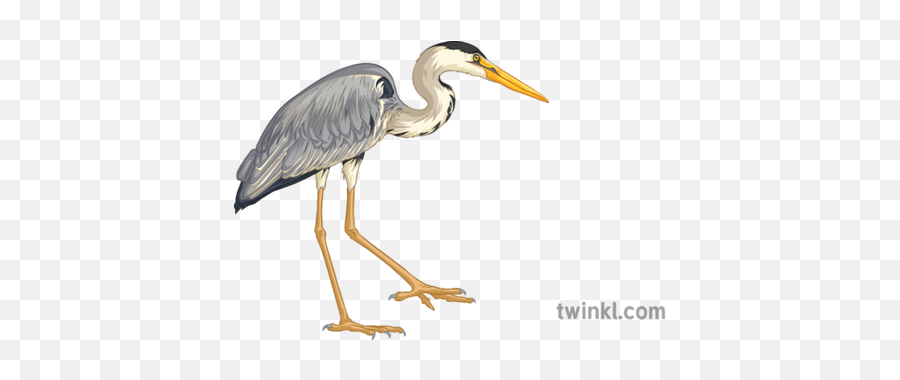Heron Bird Animal Ecosystems Science - Heron Png Twinkl,Heron Icon
