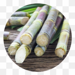 Recognition Archives - Trocellen Heart Of Palm Png,Sugarcane Png