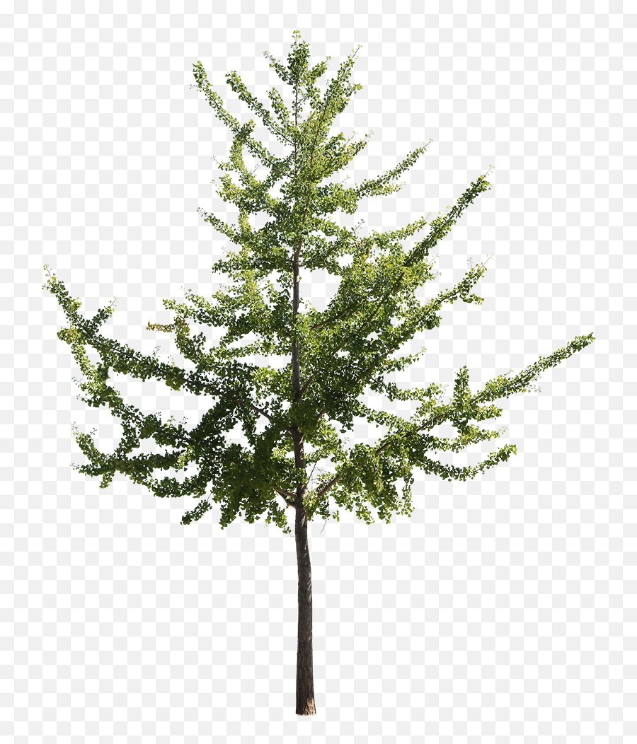 Ginkgo Biloba Ii - American Larch Png,Pine Branch Png