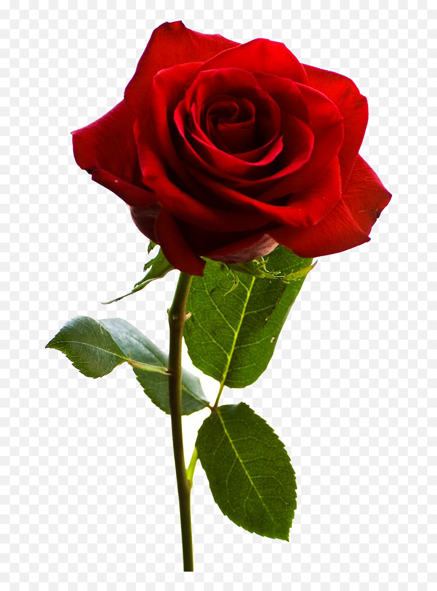 Rose Png Images - American Beauty Red Rose,Real Rose Png