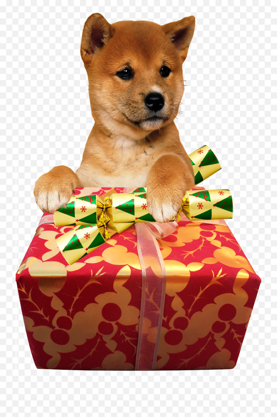 Cute Dog Christmas Present Transparent Image Free Png Images - Transparent Cute Dog Png,Dog Png Transparent