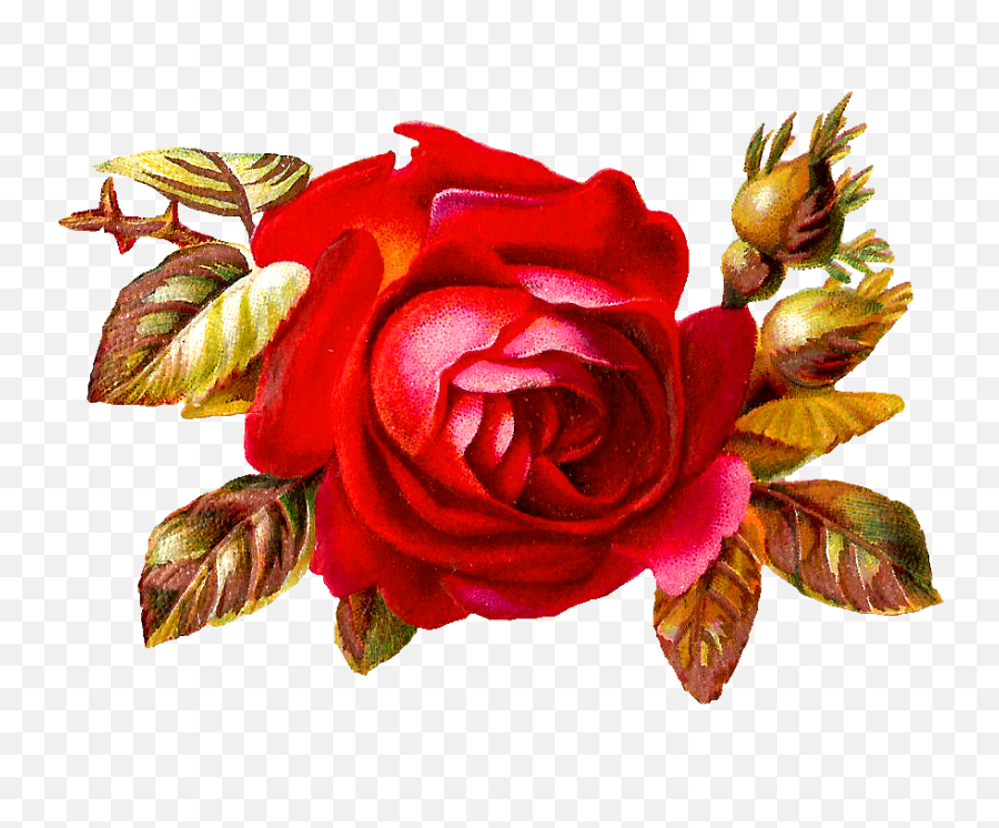 Antique Images Free Digital Red Rose Clip Art Variety - Clip Art Png,Red Rose Transparent