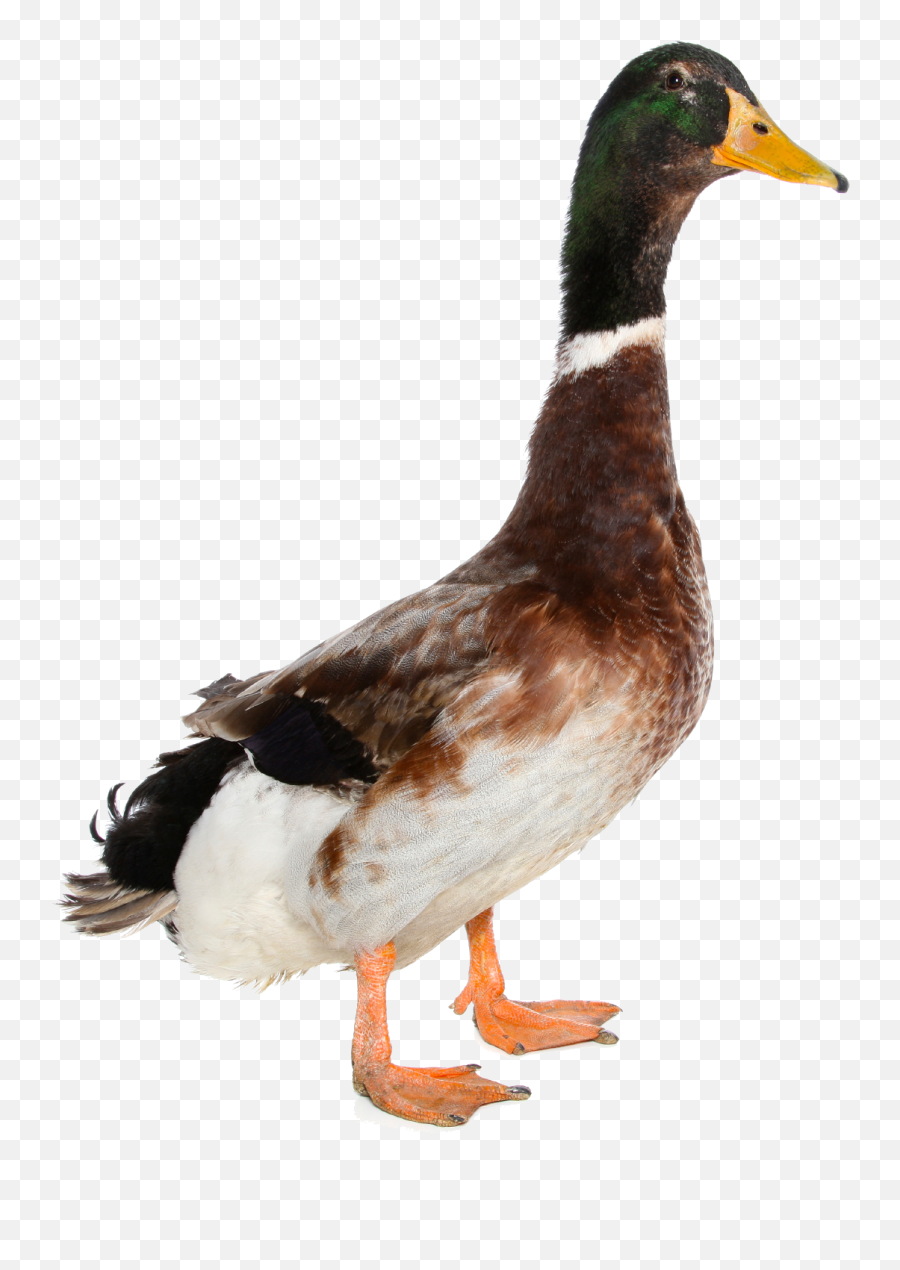 Transparent Background Duck Png - If It Walks Like A Duck Talks Like A Duck,Duck Png