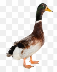 Transparent Background Duck Png - If It Walks Like A Duck Talks Like A Duck,Duck Png