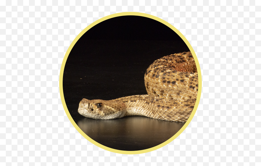 Anavip Home Crotalidae Immune Fabu0027u2082 Equine - Serpent Png,Rattlesnake Icon