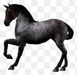 Horse Png Image Free Download Picture - 3d